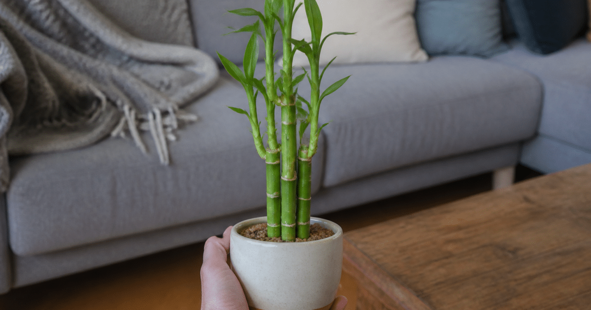 Main tenant pot ceramic avec bambou tige verte droite