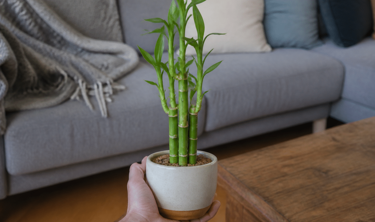 Main tenant pot ceramic avec bambou tige verte droite