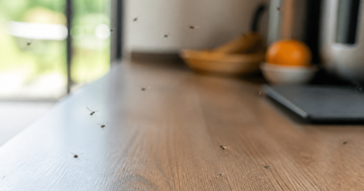 Petits insectes volants au-dessus d'un plan de travail cuisine