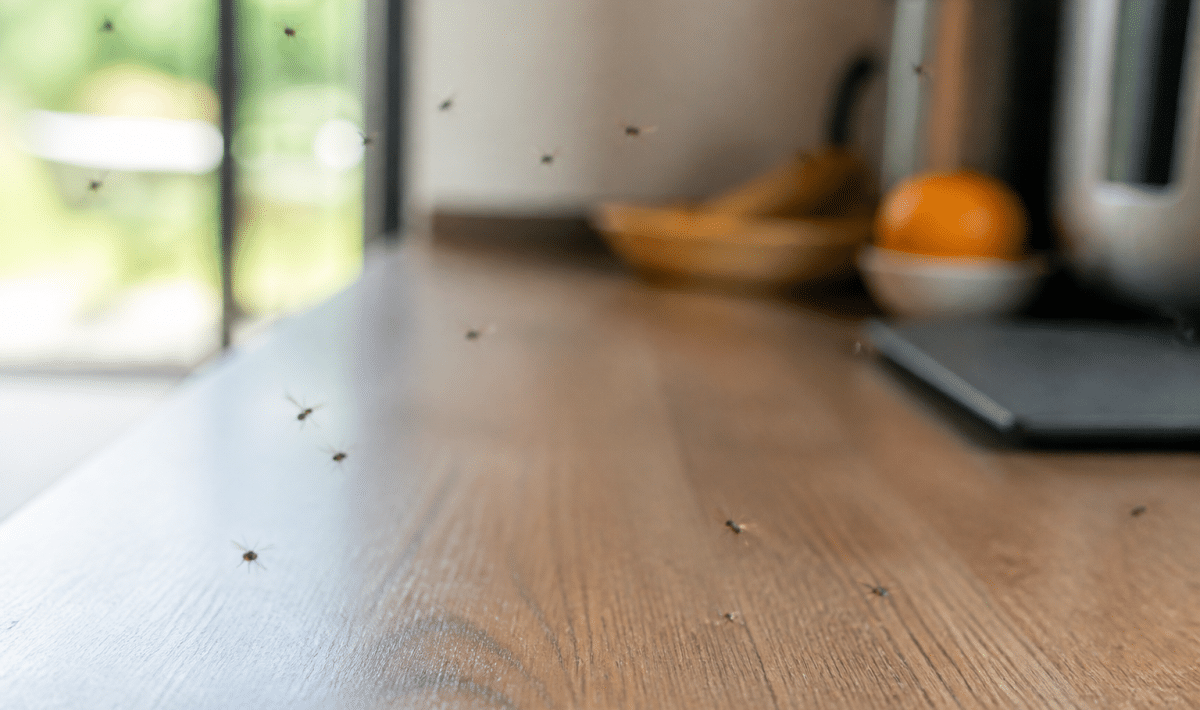 Petits insectes volants au-dessus d'un plan de travail cuisine